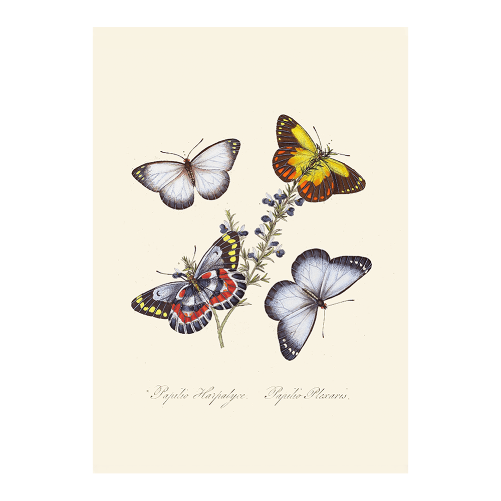 Entomology XVII