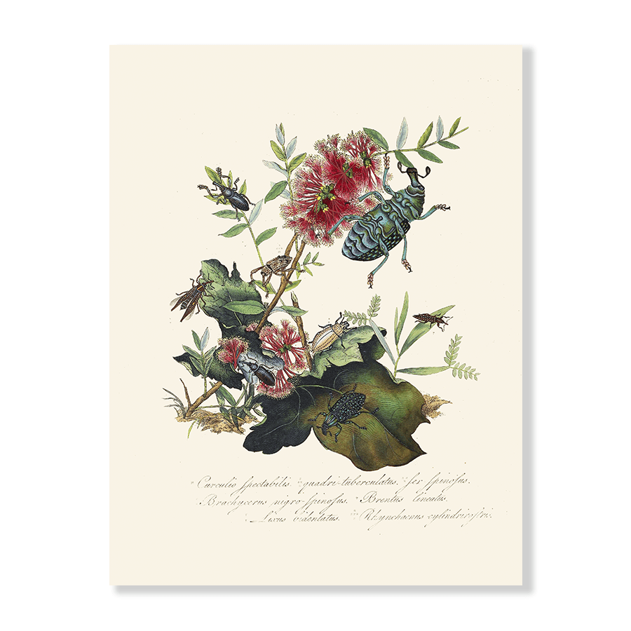 Entomology III - Jasper & Jute