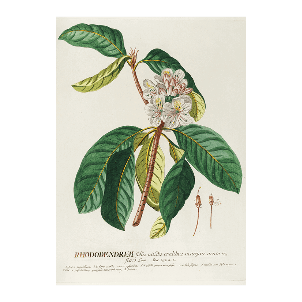 Rhododendrum