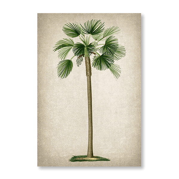 Fan Palm - Jasper & Jute