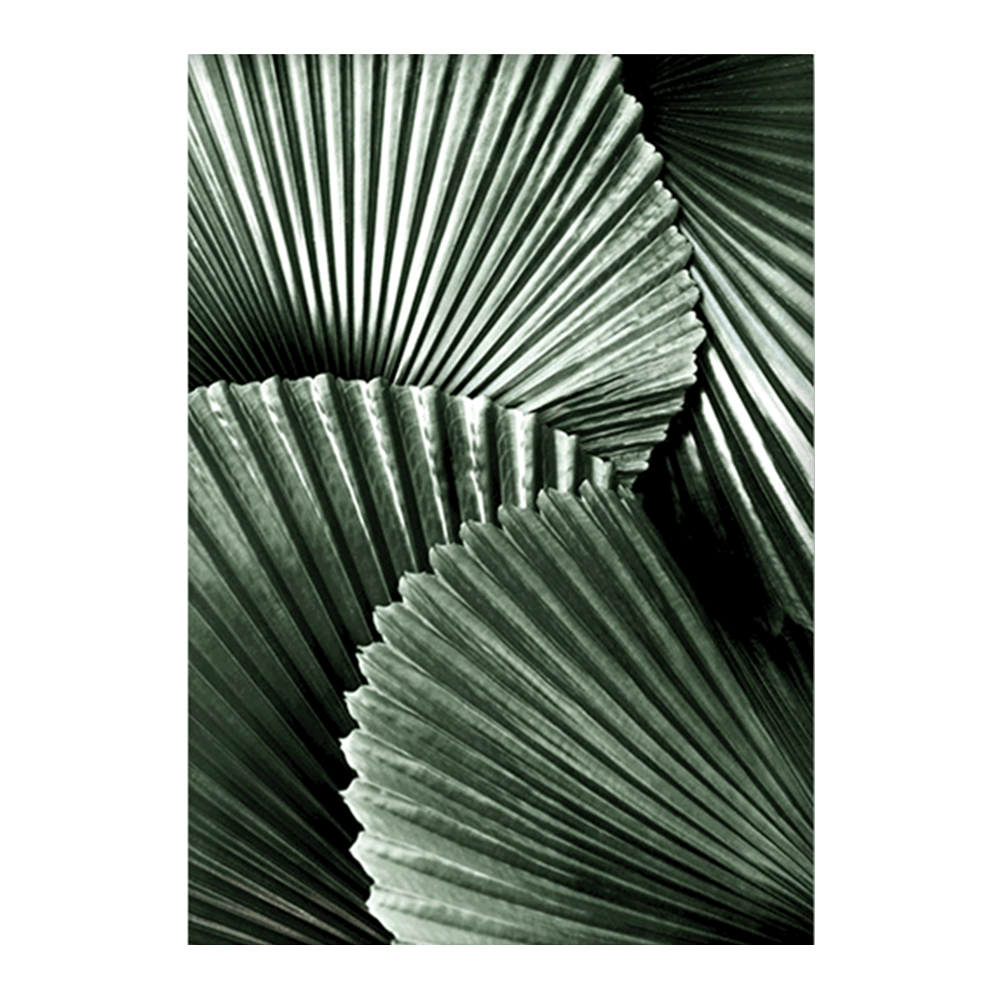 Fanned Frons