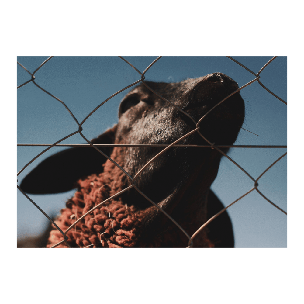 Fences