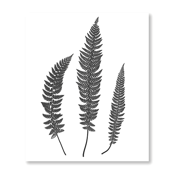 Fern Illustration I - Jasper & Jute