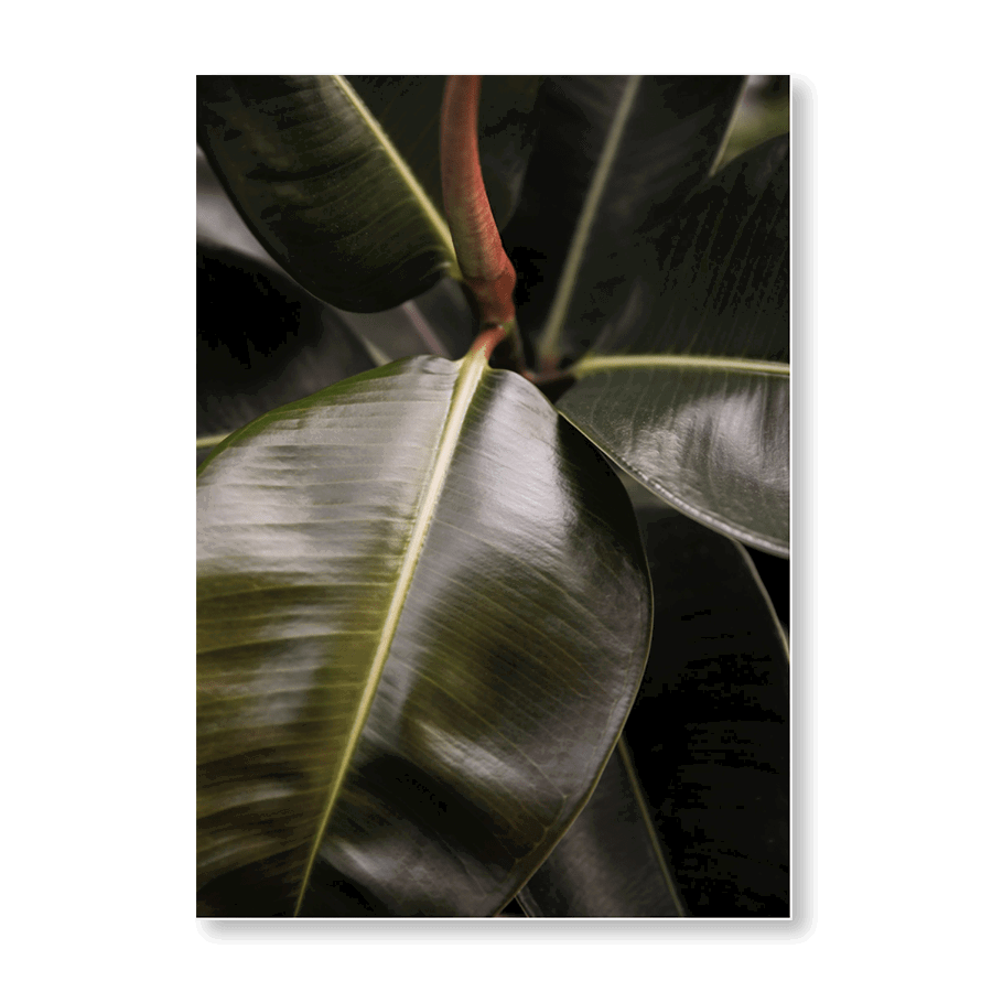 Ficus Bubu - Jasper & Jute