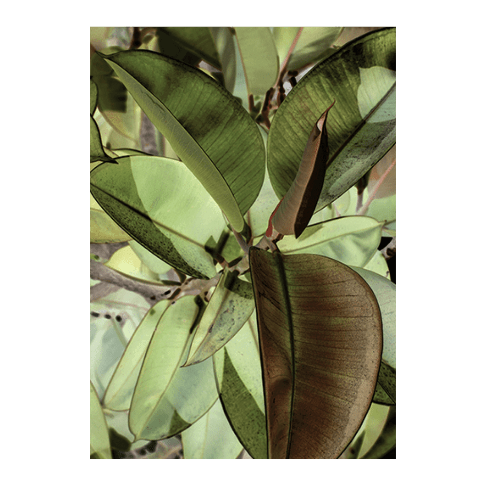 Ficus Elastica