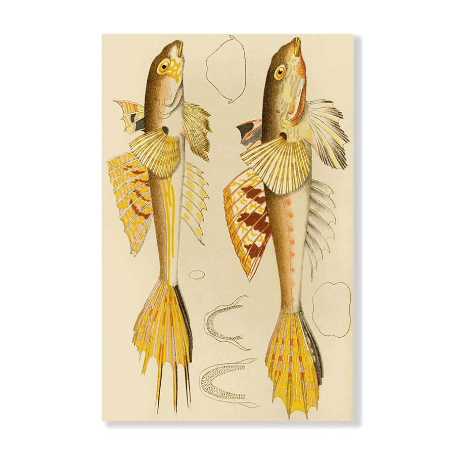 Fishes X (1885 1890) - Jasper & Jute