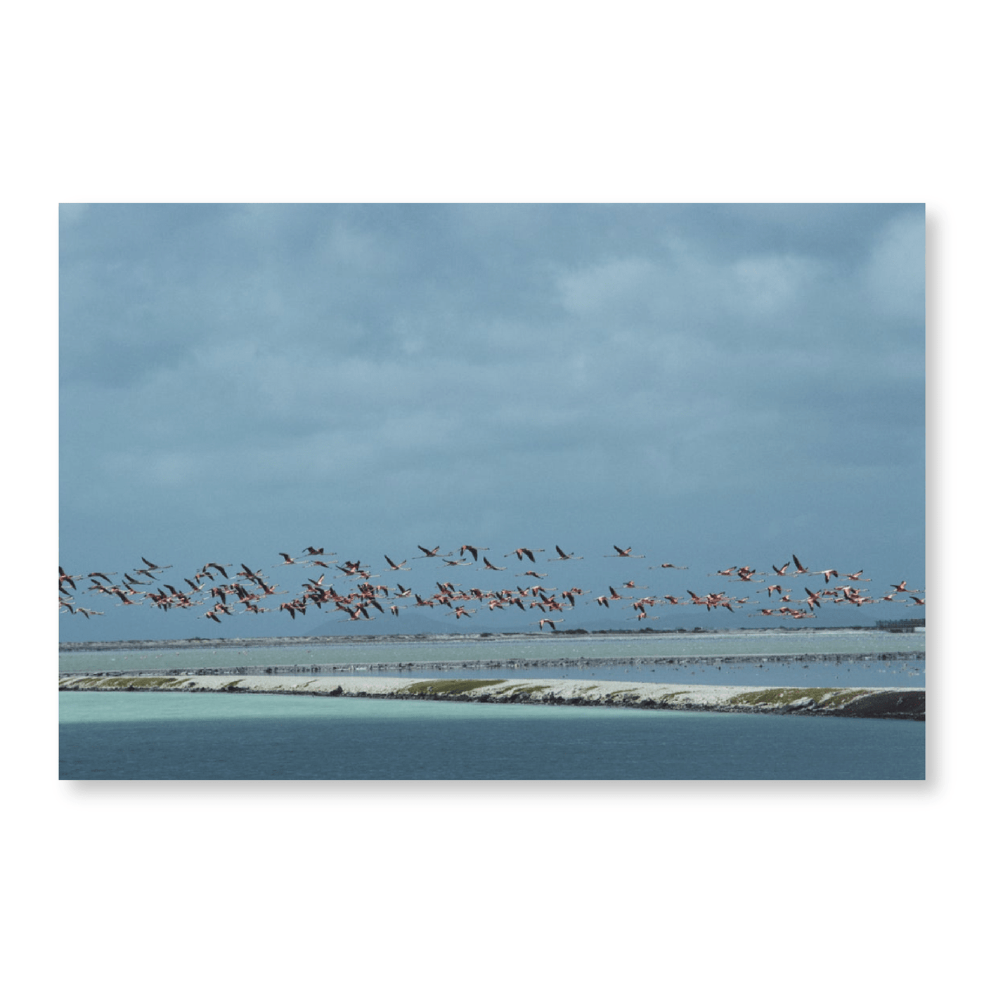 Flamingos In Flight - Jasper & Jute