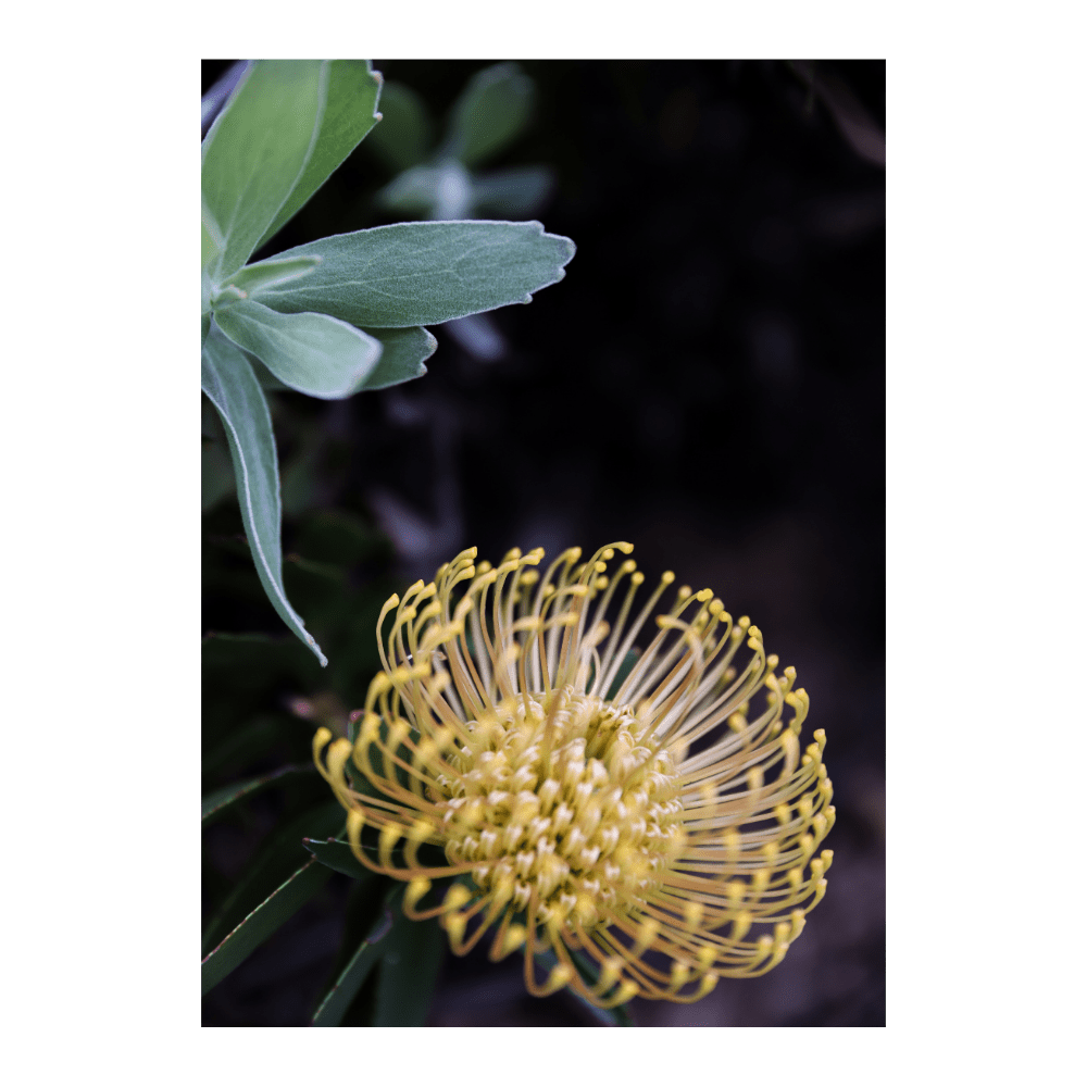 Floare