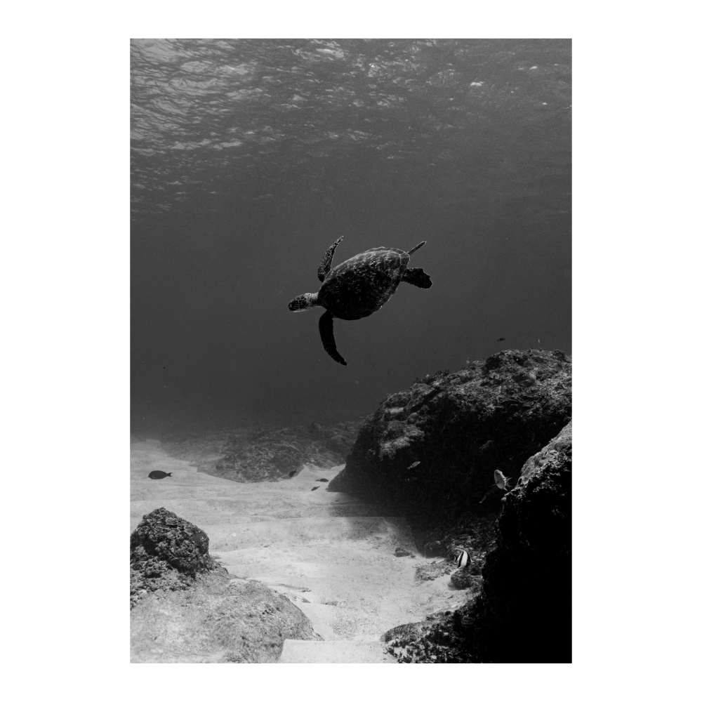 Floating Turtle
