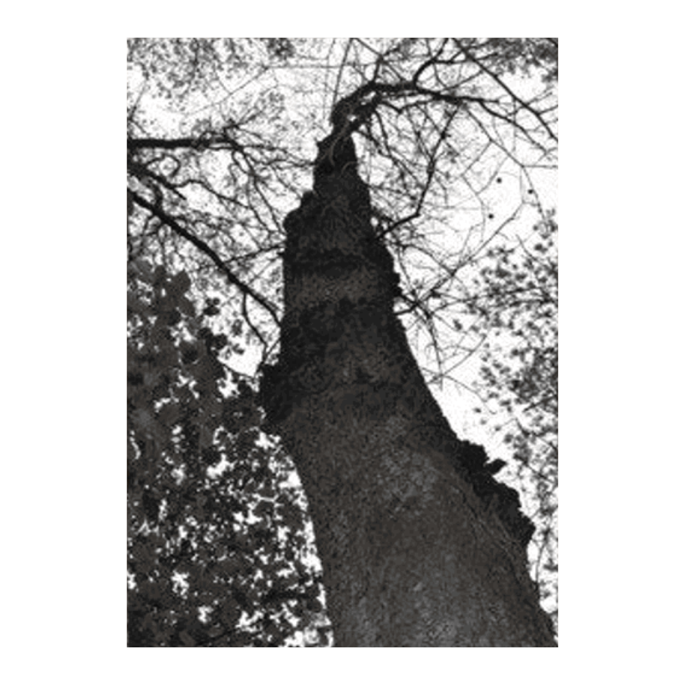 Black & White Tree Set III