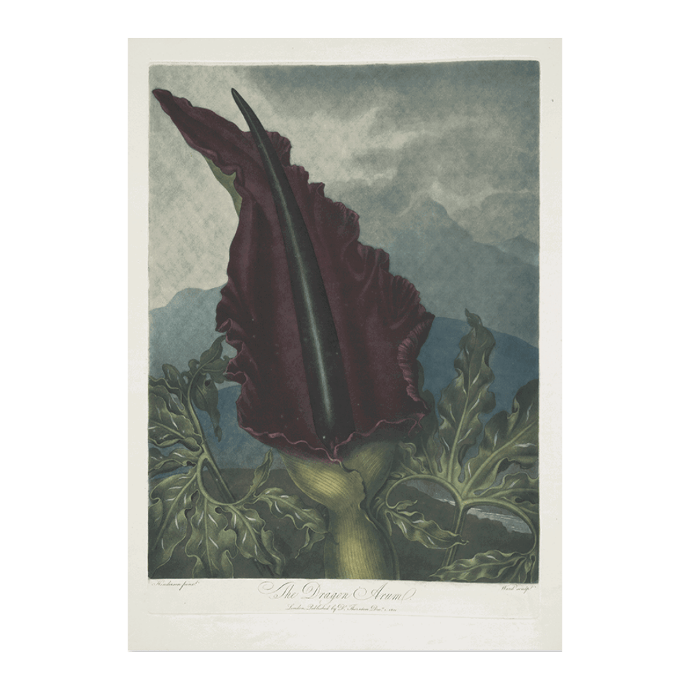 The Dragon Arum