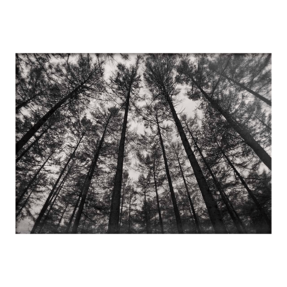 Forest Trees