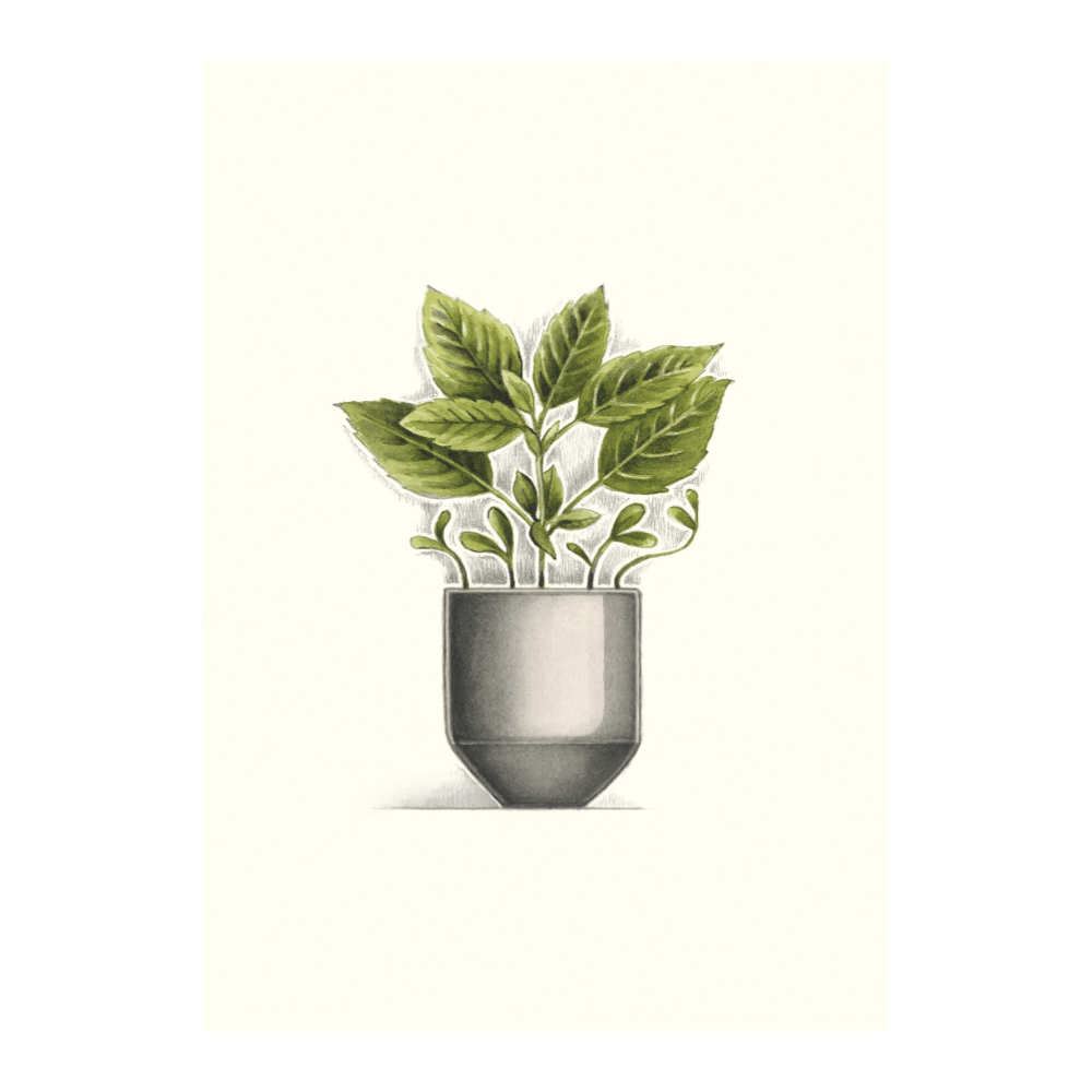 Fresh Green | Limited Edition