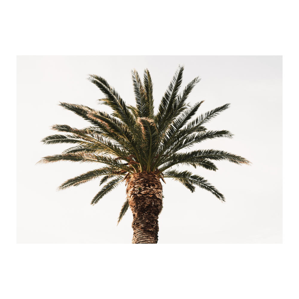 Fresh Palm