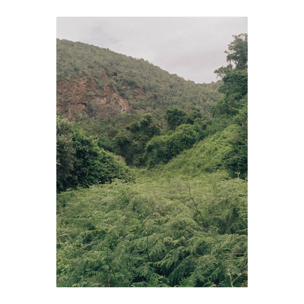 Garden Route II