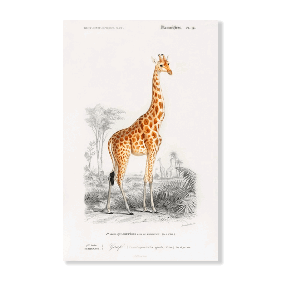 Giraffe (Giraffa Camelopardalis) - Jasper & Jute