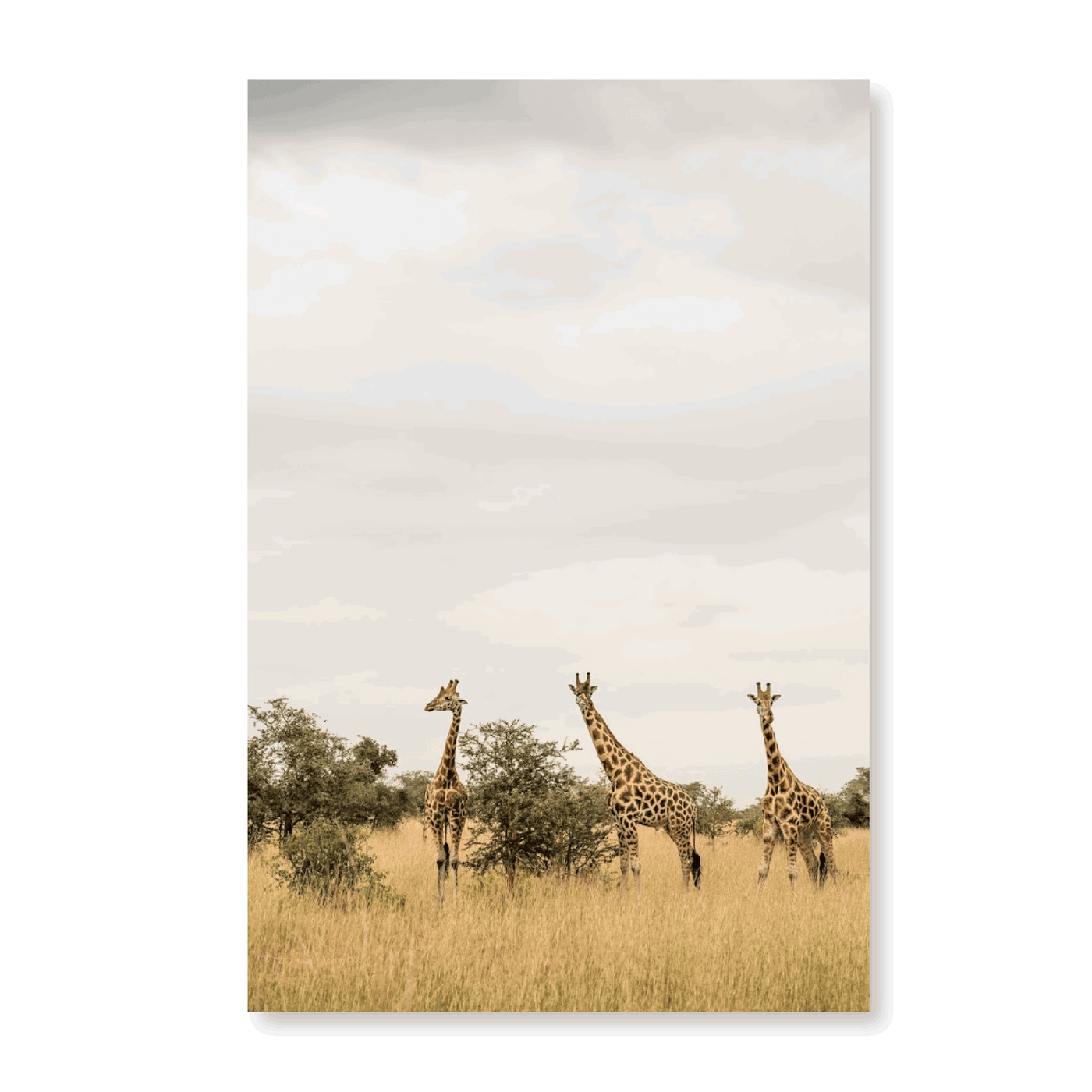 Giraffes In A Park - Jasper & Jute