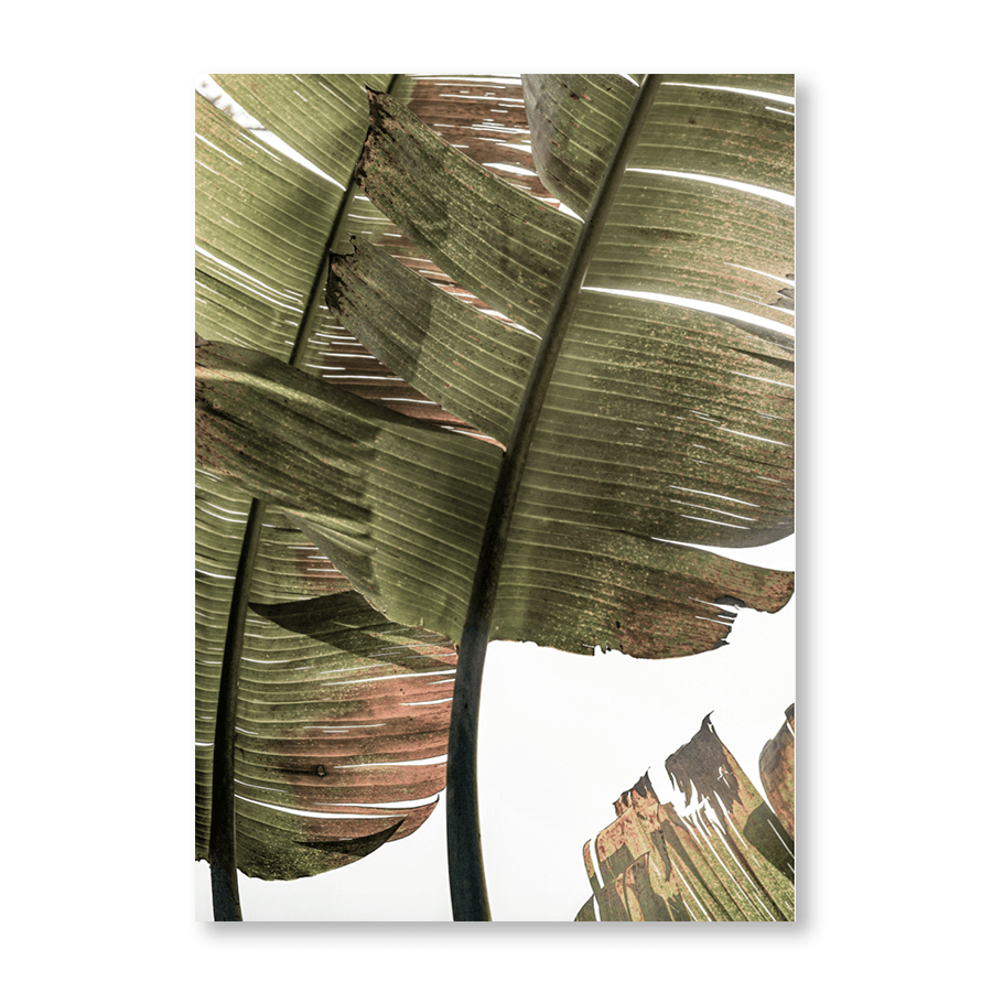 ‍Gold Leaf (100% off)