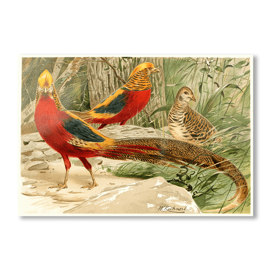 Golden Pheasants - Jasper & Jute