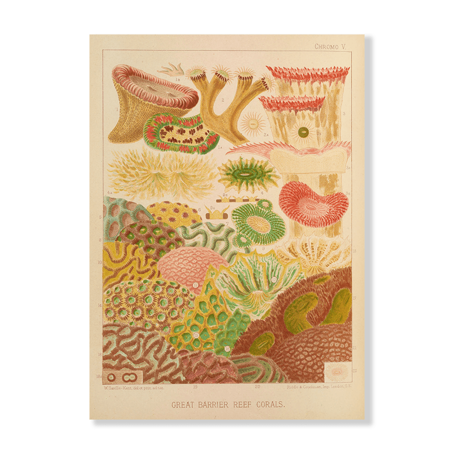 Great Barrier Reef Corals (1893) - Jasper & Jute