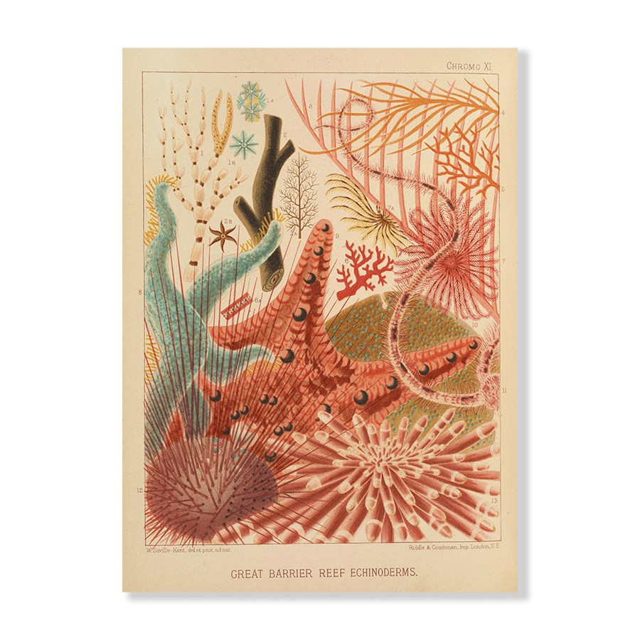 Great Barrier Reef Echinoderms (1893) - Jasper & Jute