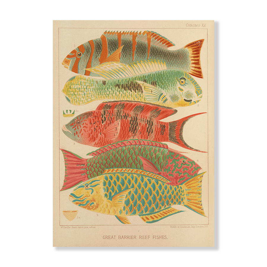 Great Barrier Reef Fishes (1893) - Jasper & Jute