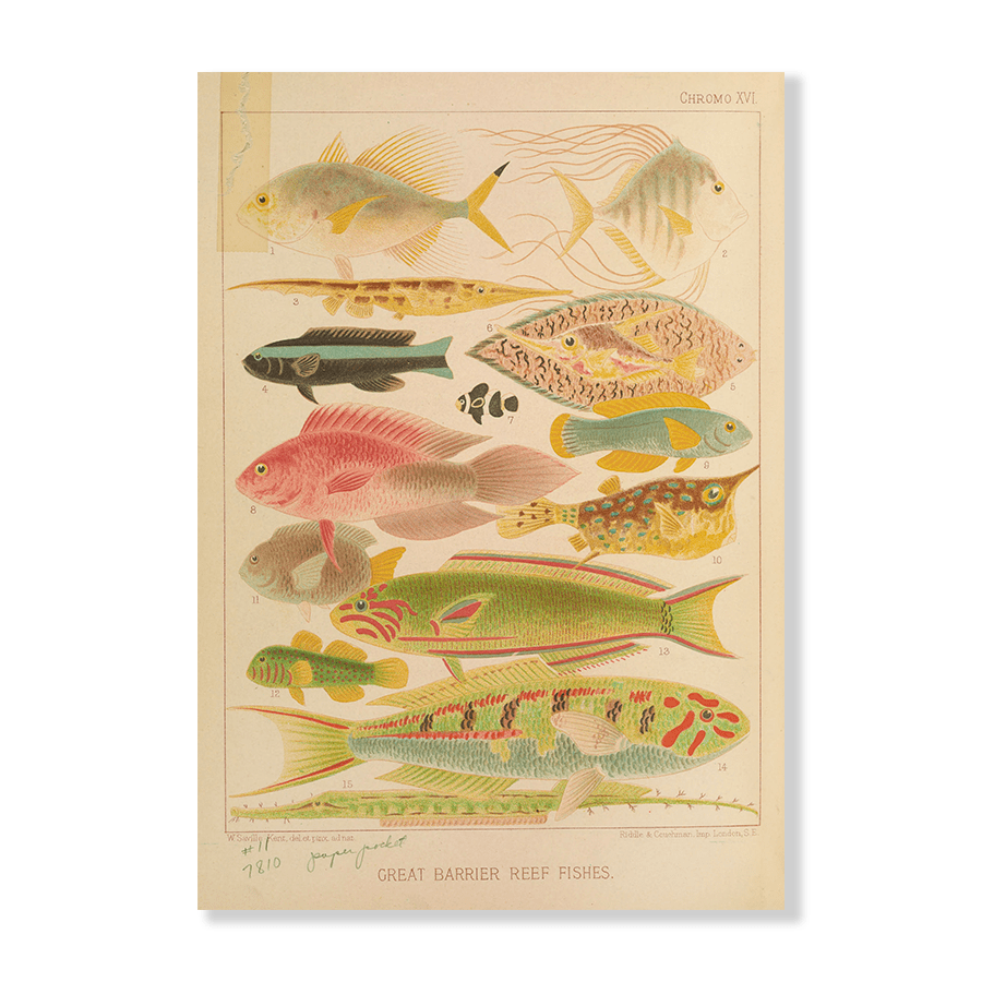 Great Barrier Reef Fishes II (1893) - Jasper & Jute