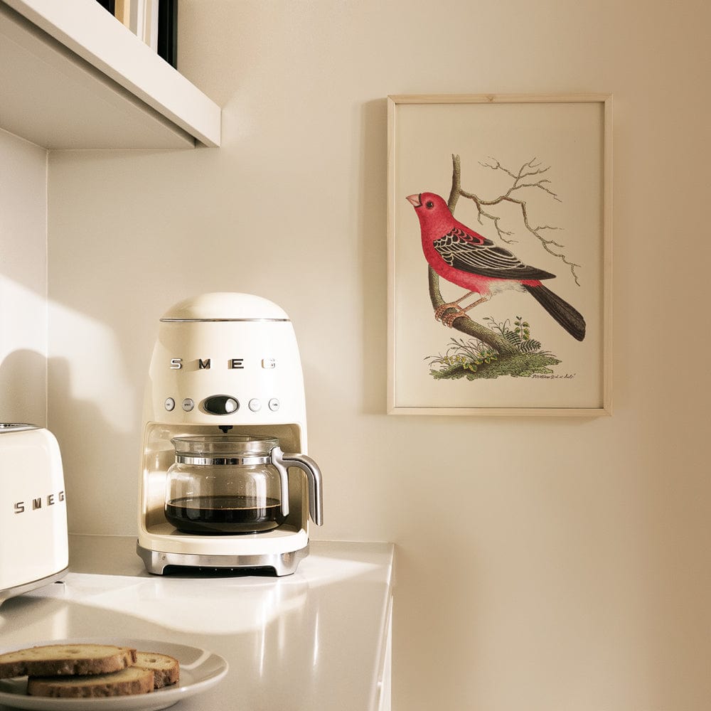 Greater Bulfinch