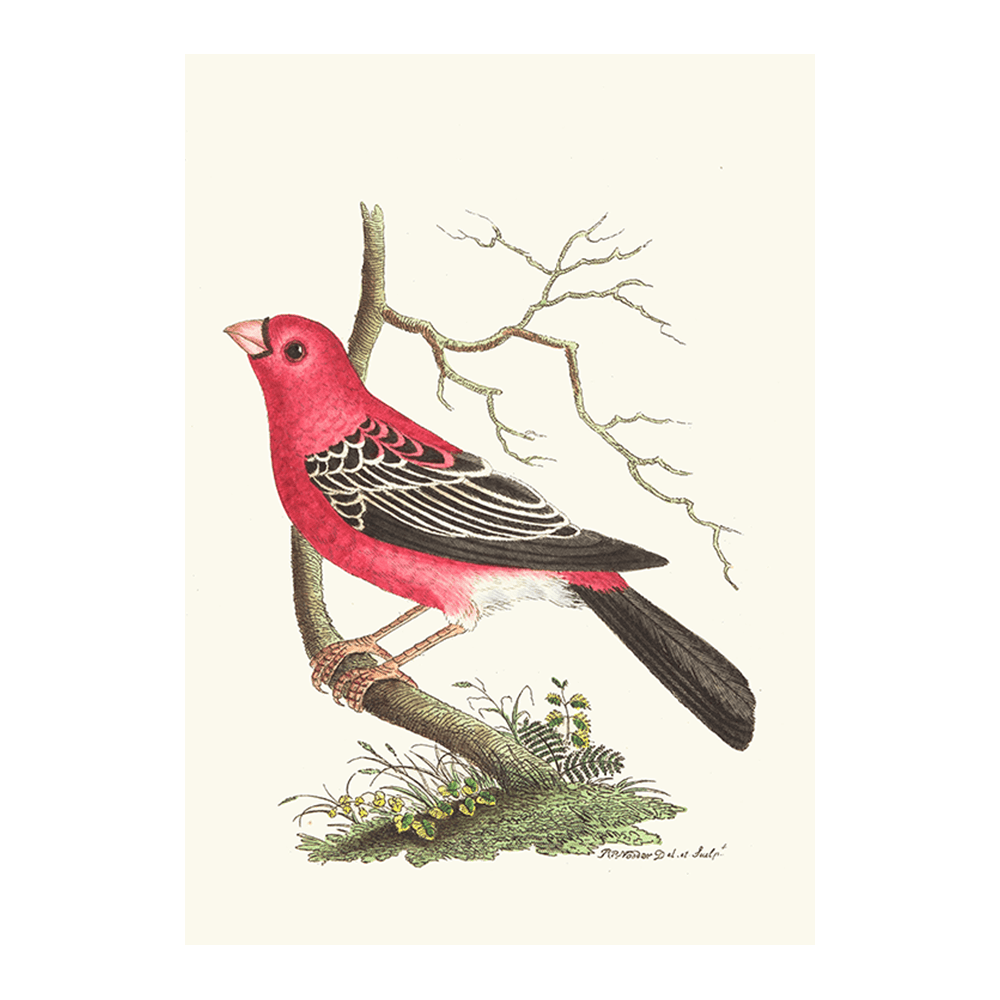 Greater Bulfinch