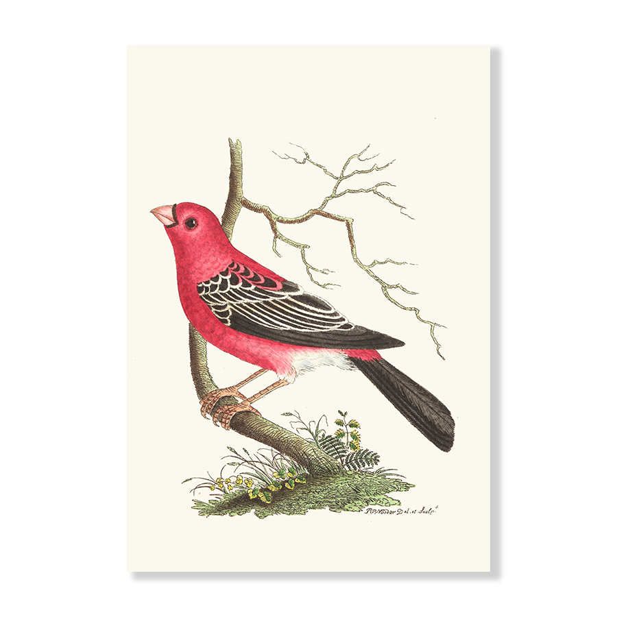 Greater Bulfinch - Jasper & Jute