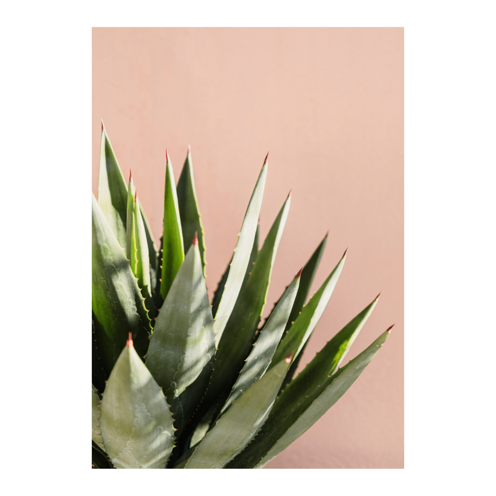 Green Plant - Pink Wall II