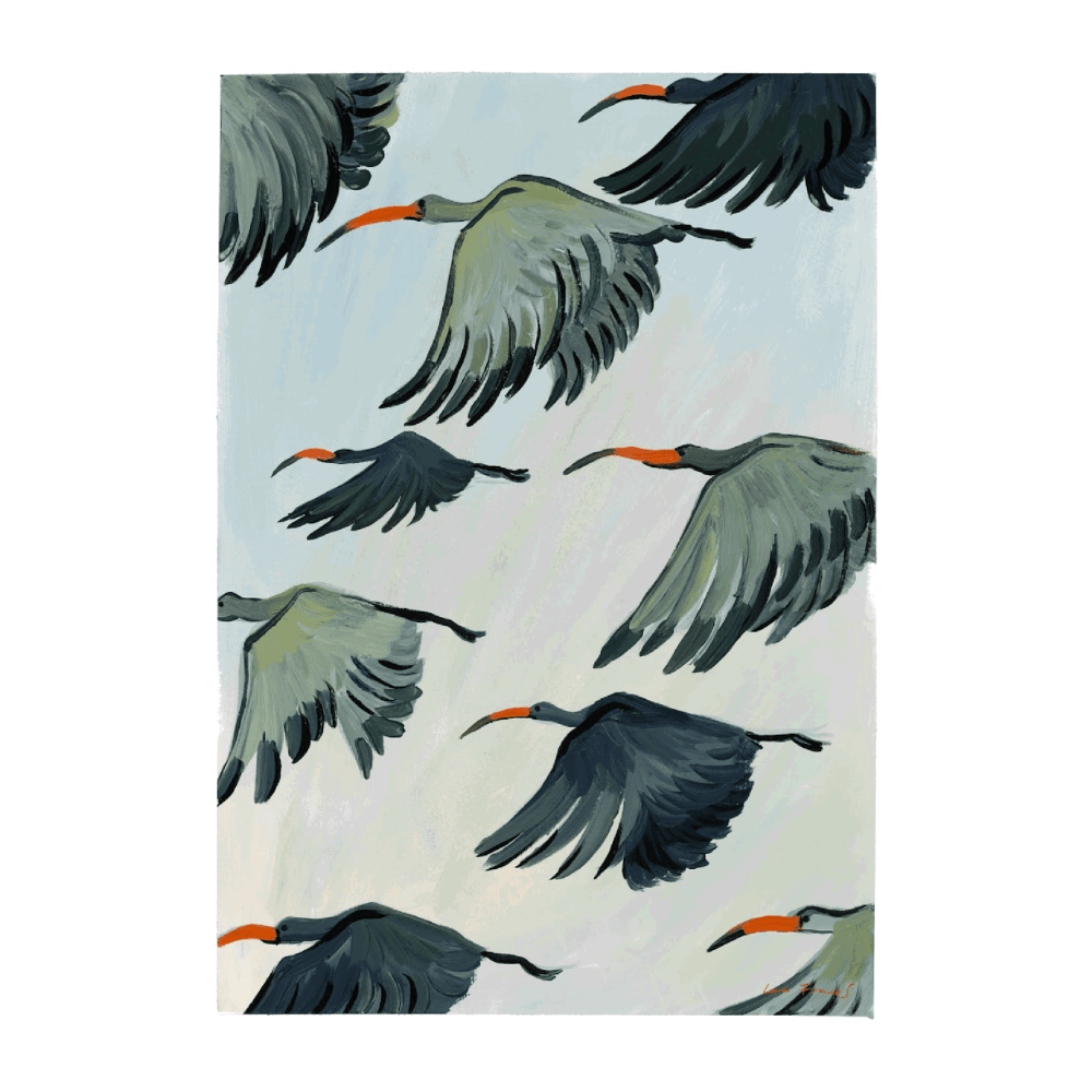 Hadedas in Flight