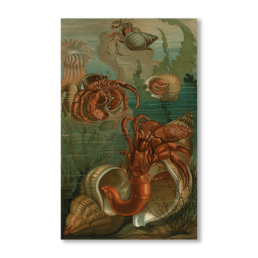 Hermit-Crabs - Jasper & Jute