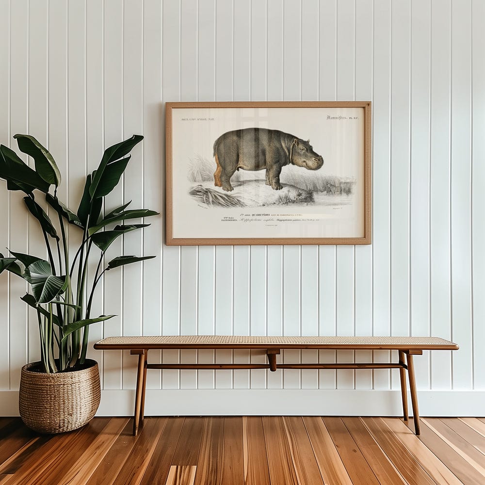 Hippopotamus (Hippopotame Amphibie)