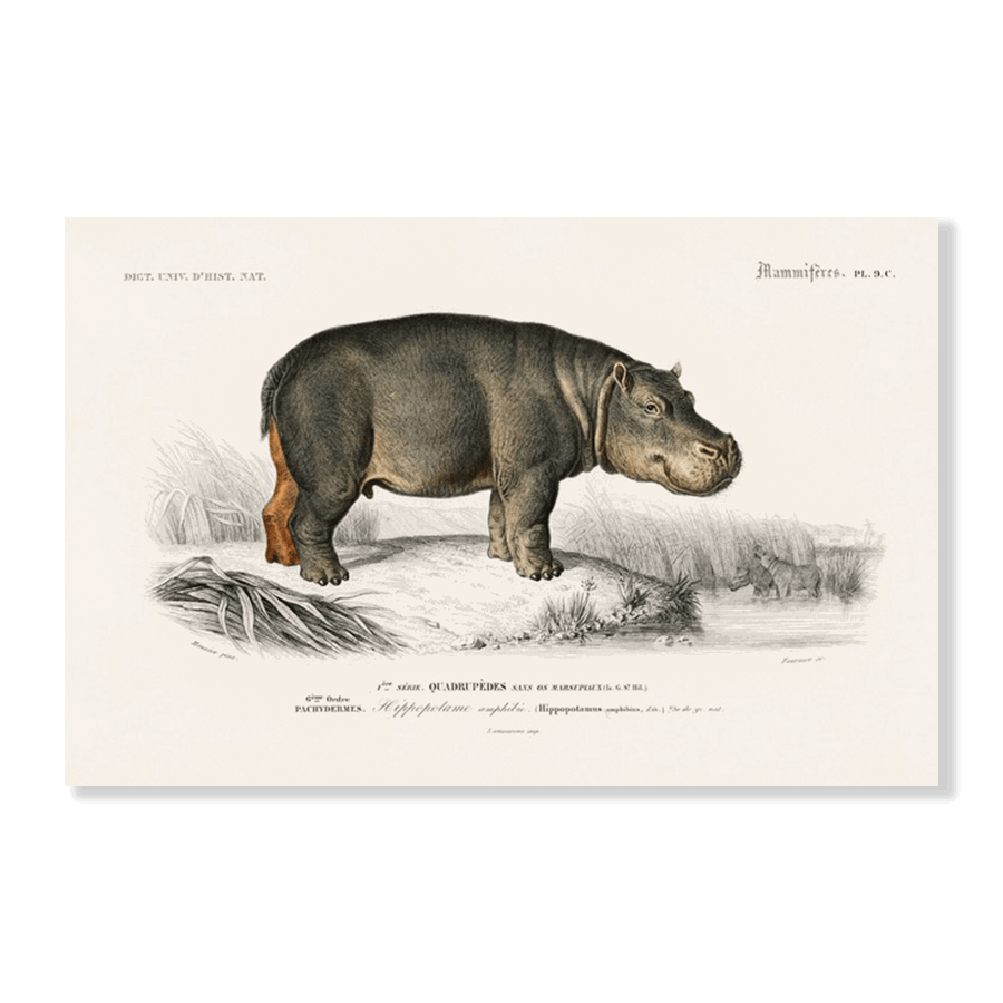 Hippopotamus (Hippopotame Amphibie) - Jasper & Jute