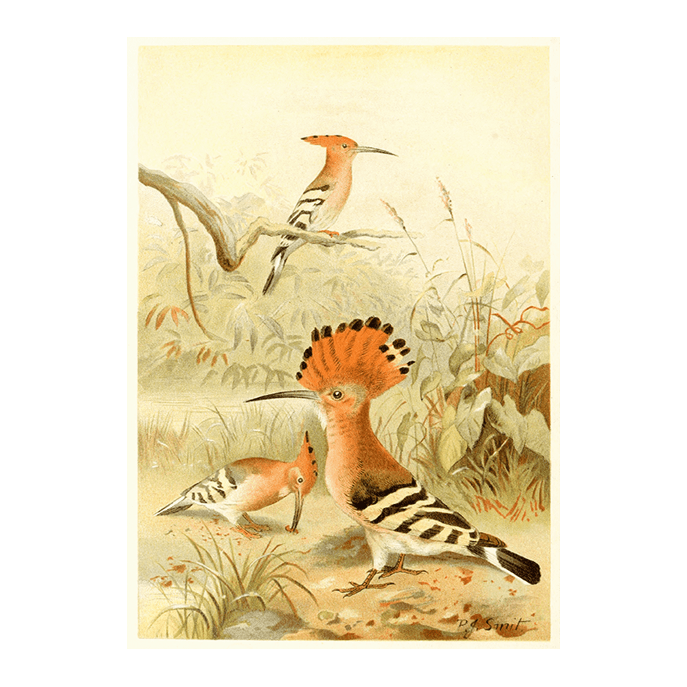 ‍Hoopoes (100% off)