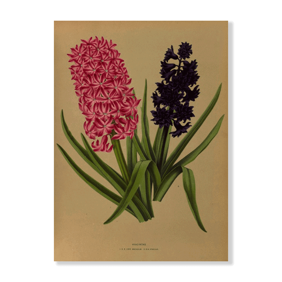 Hyacinths 3 (1872-1881) - Jasper & Jute