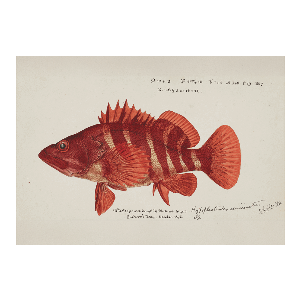 Hypoplectrodes Semicinctum (1875)