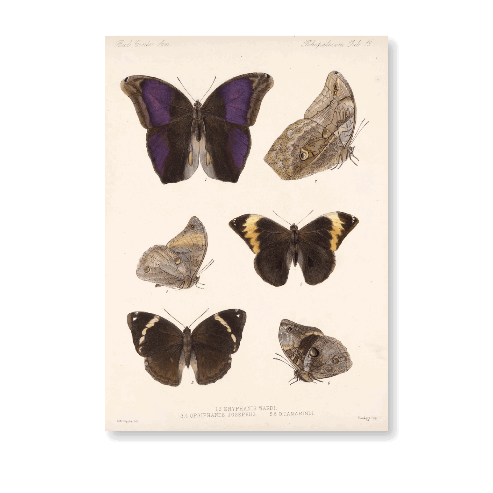 Insecta Lepidoptera-Rhopalocera PI XIII – Jasper & Jute