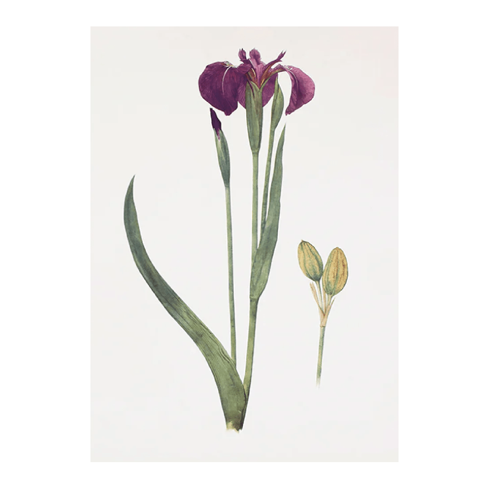Iris Setosa (1913)