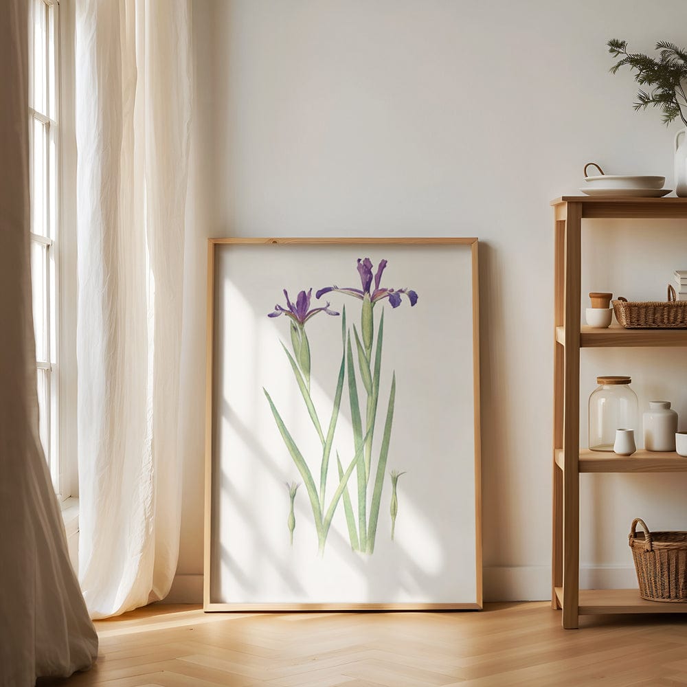 Iris Sintenisii and Iris spuria (Hyères) (1913)