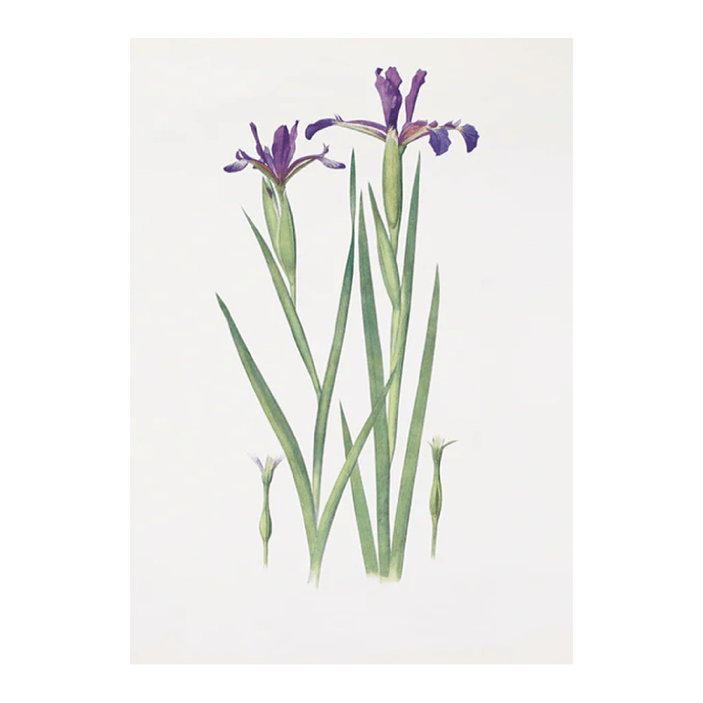 Iris Sintenisii and Iris spuria (Hyères) (1913)
