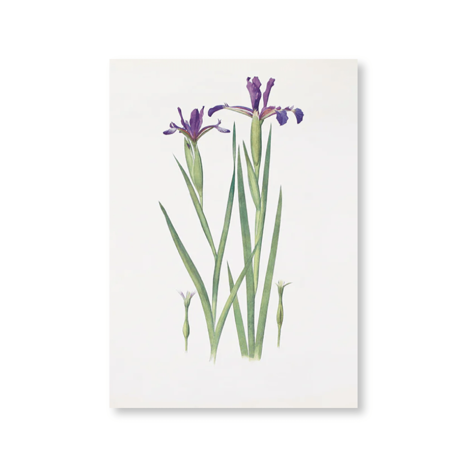 Iris Sintenisii and Iris spuria (Hyères) (1913) - Jasper & Jute