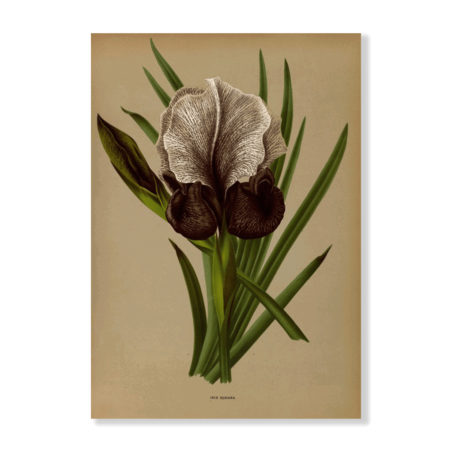 Iris Susiana (1872 1881) - Jasper & Jute