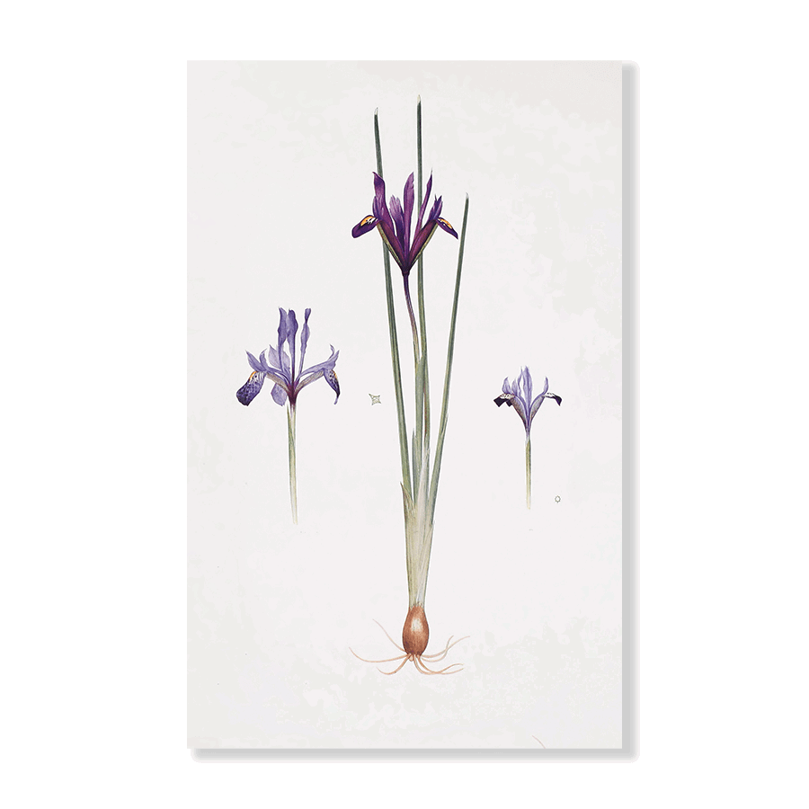 Iris reticulata, Iris histrio var. orthopetala and Iris Bakeriana (1913) - Jasper & Jute