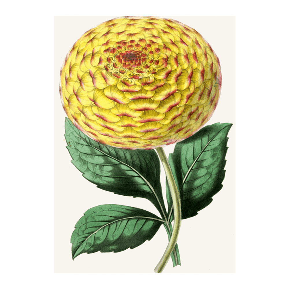 Dahlia, Queen Victoria