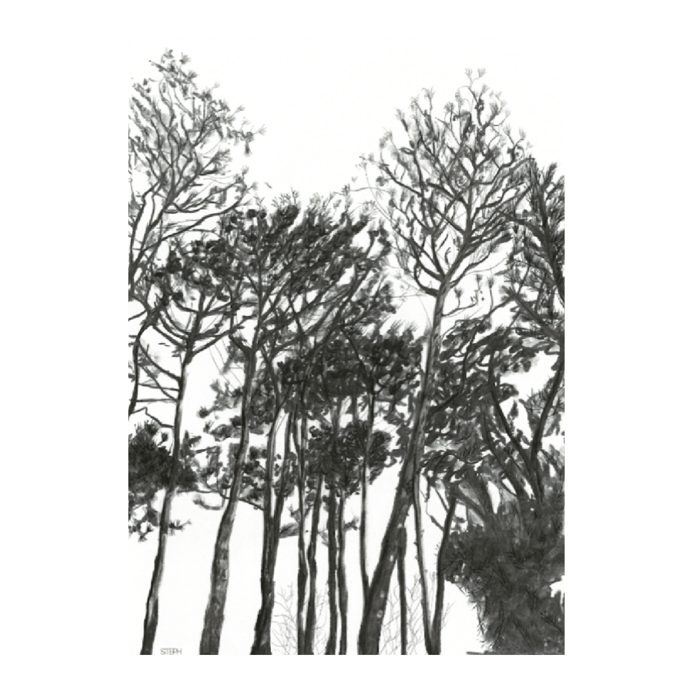 Pines