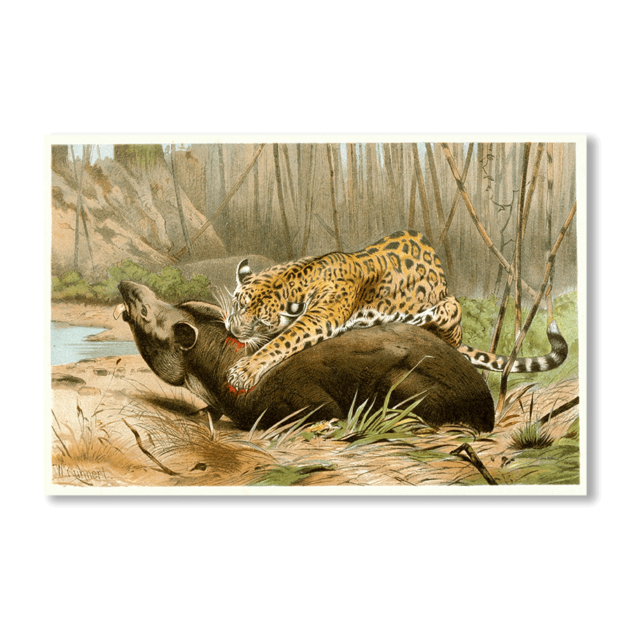 Jaguar Killing Tapir - Jasper & Jute