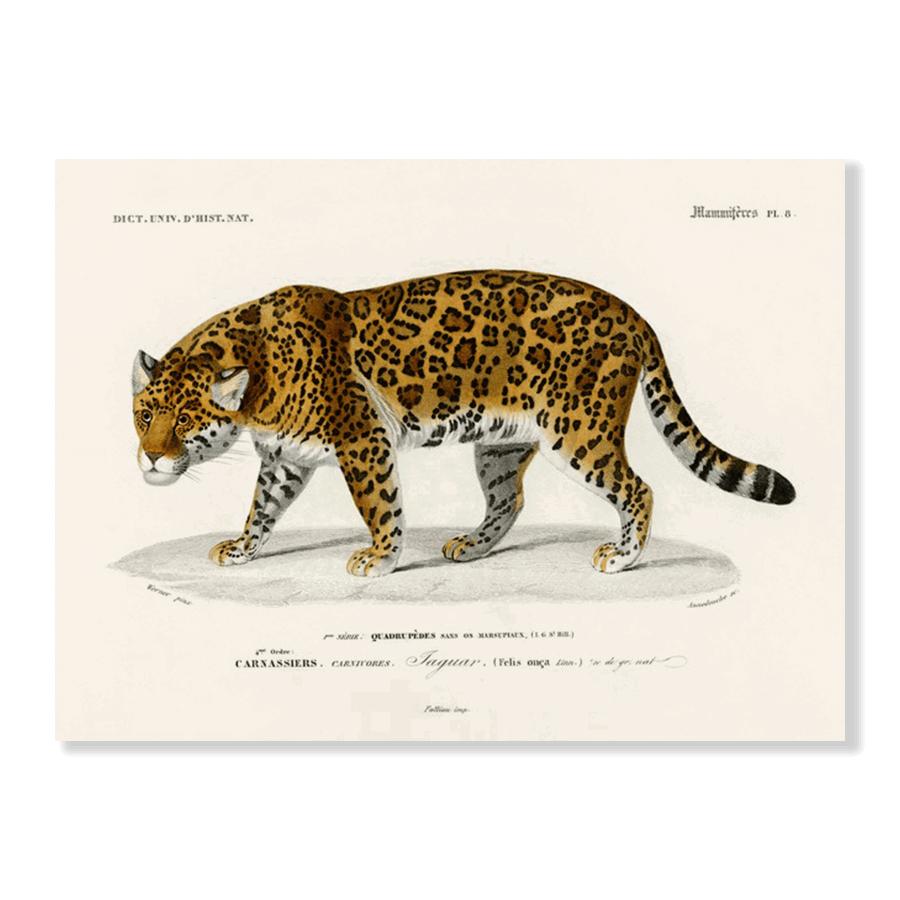 Jaguar (Panthera Onca) - Jasper & Jute