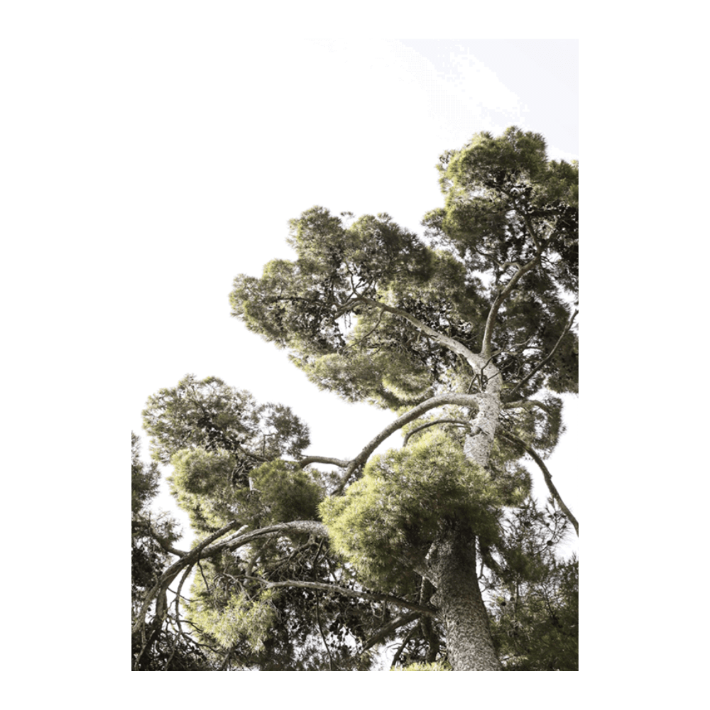 Japanese Garden I